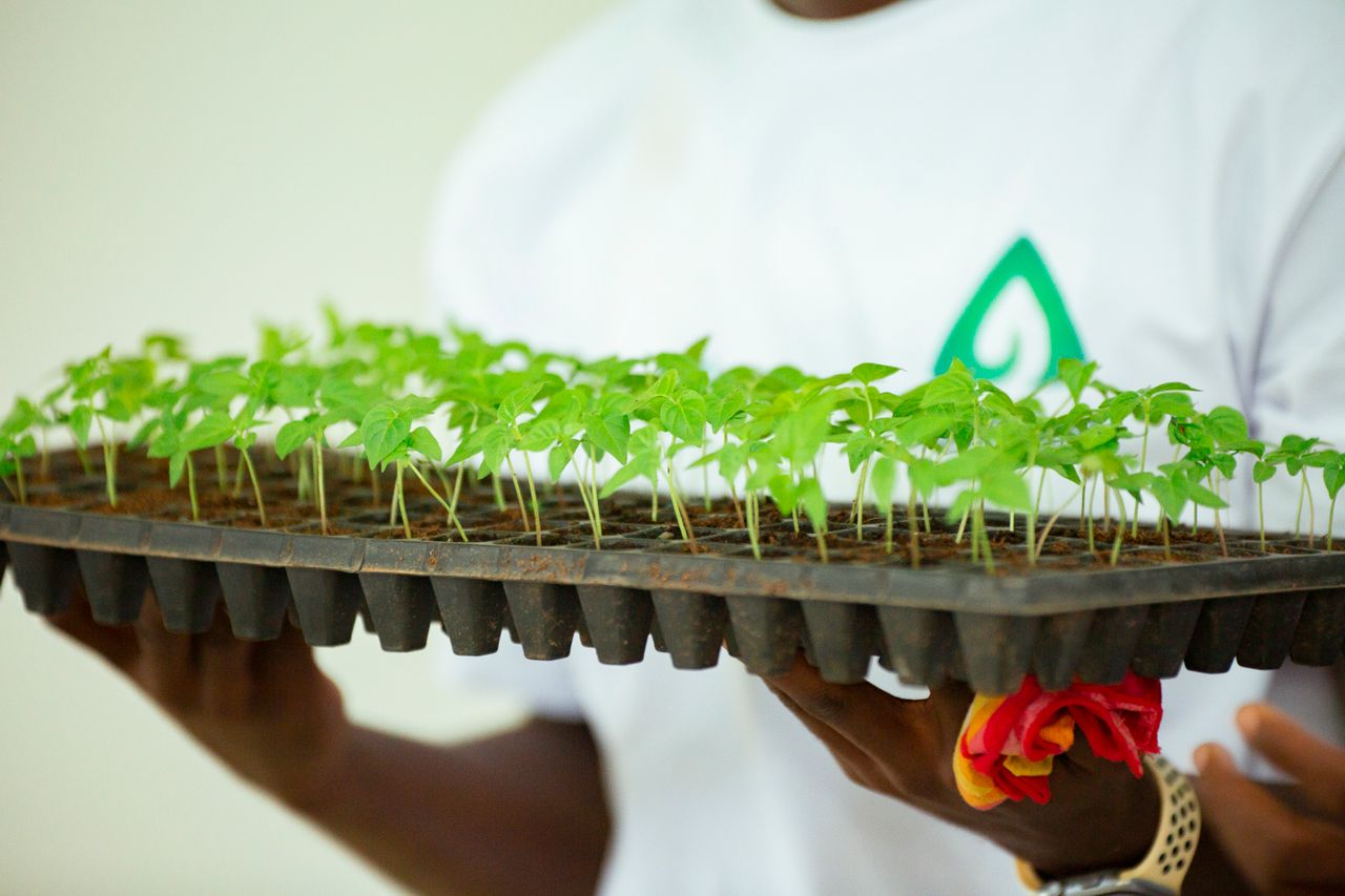 CROP Formation